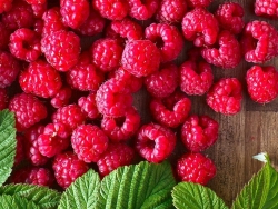 红树莓在欧美很受欢迎